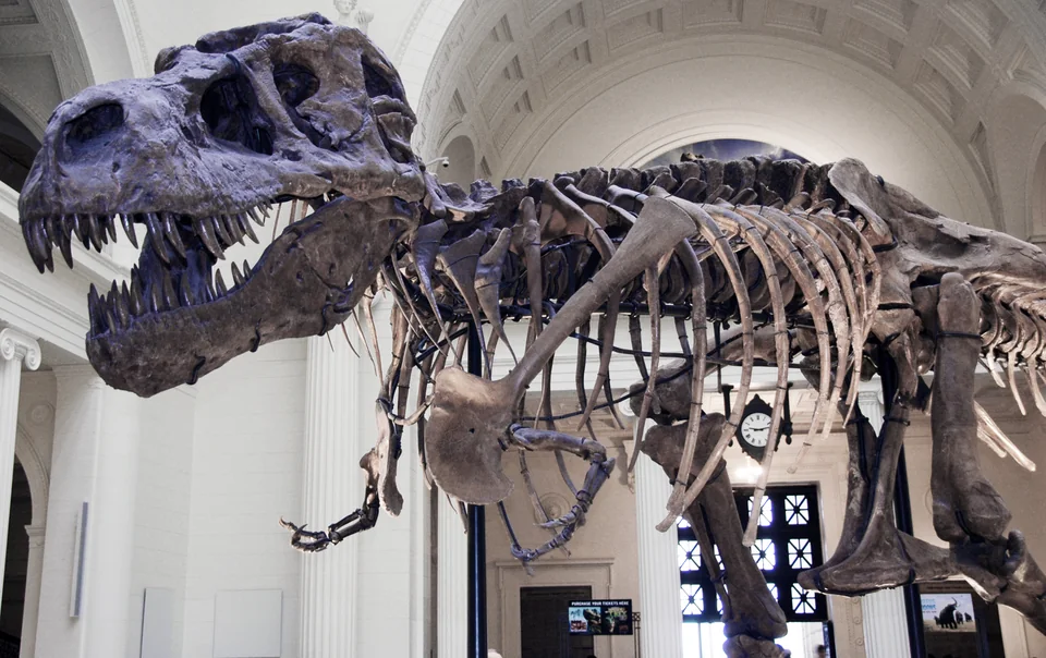 The mounted skeleton of SUE the Tyrannosaurus rex, with open jaws, in the Field Museum.