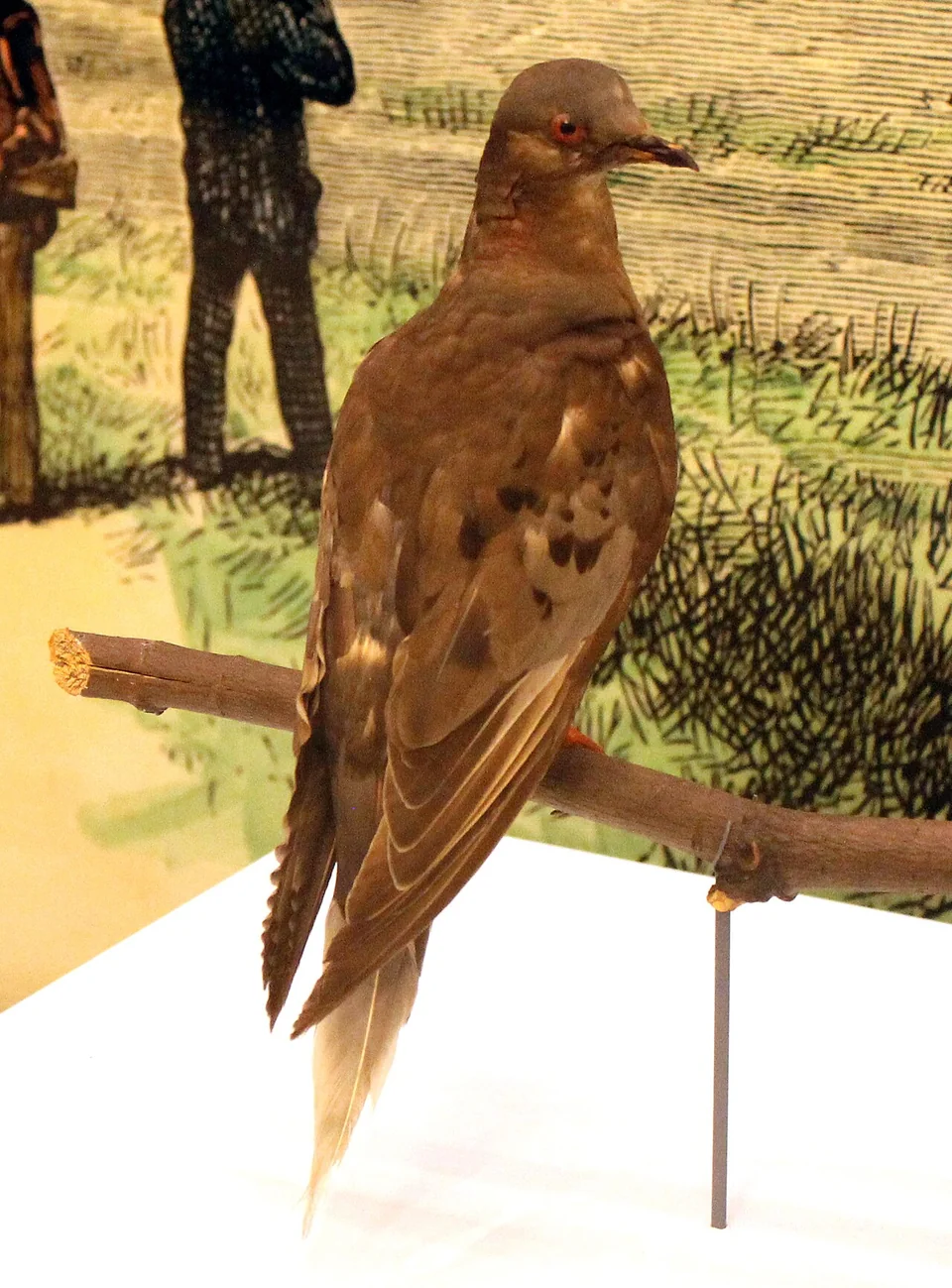 The preserved passenger pigeon Martha perched on a branch in a museum display, showing her brown wing feathers and long tail.