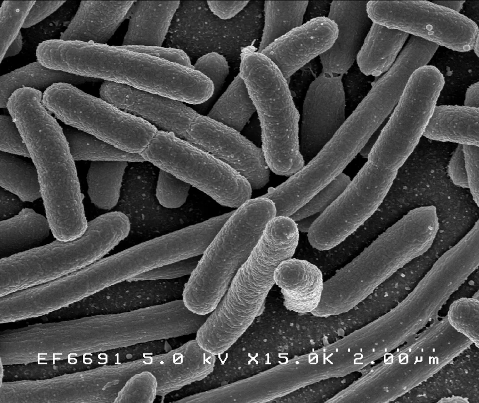 Black-and-white scanning electron micrograph showing many rod-shaped E. coli bacteria on a surface.