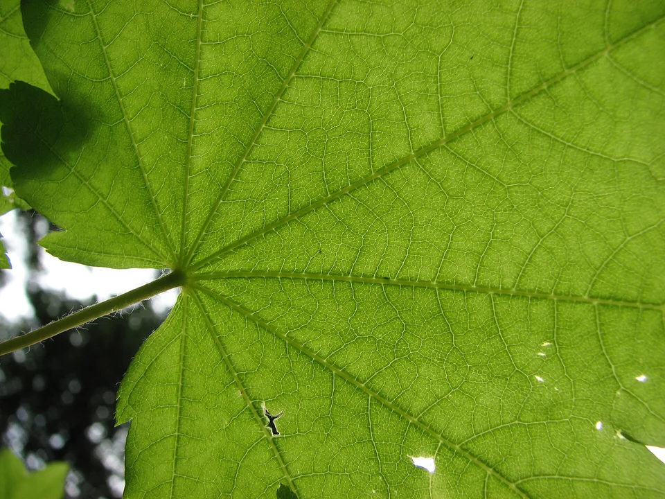 Sunlight illuminates a green leaf from behind, outlining several major veins radiating from the stem and a fine network of smaller veins.