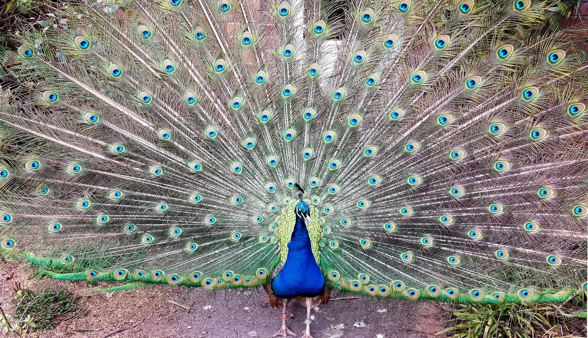 A blue male peacock faces forward with its eyespotted train spread broadly behind it.