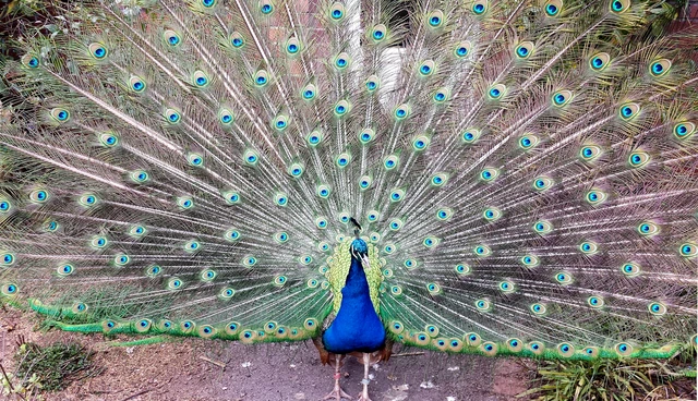 A blue male peacock faces forward with its eyespotted train spread broadly behind it.