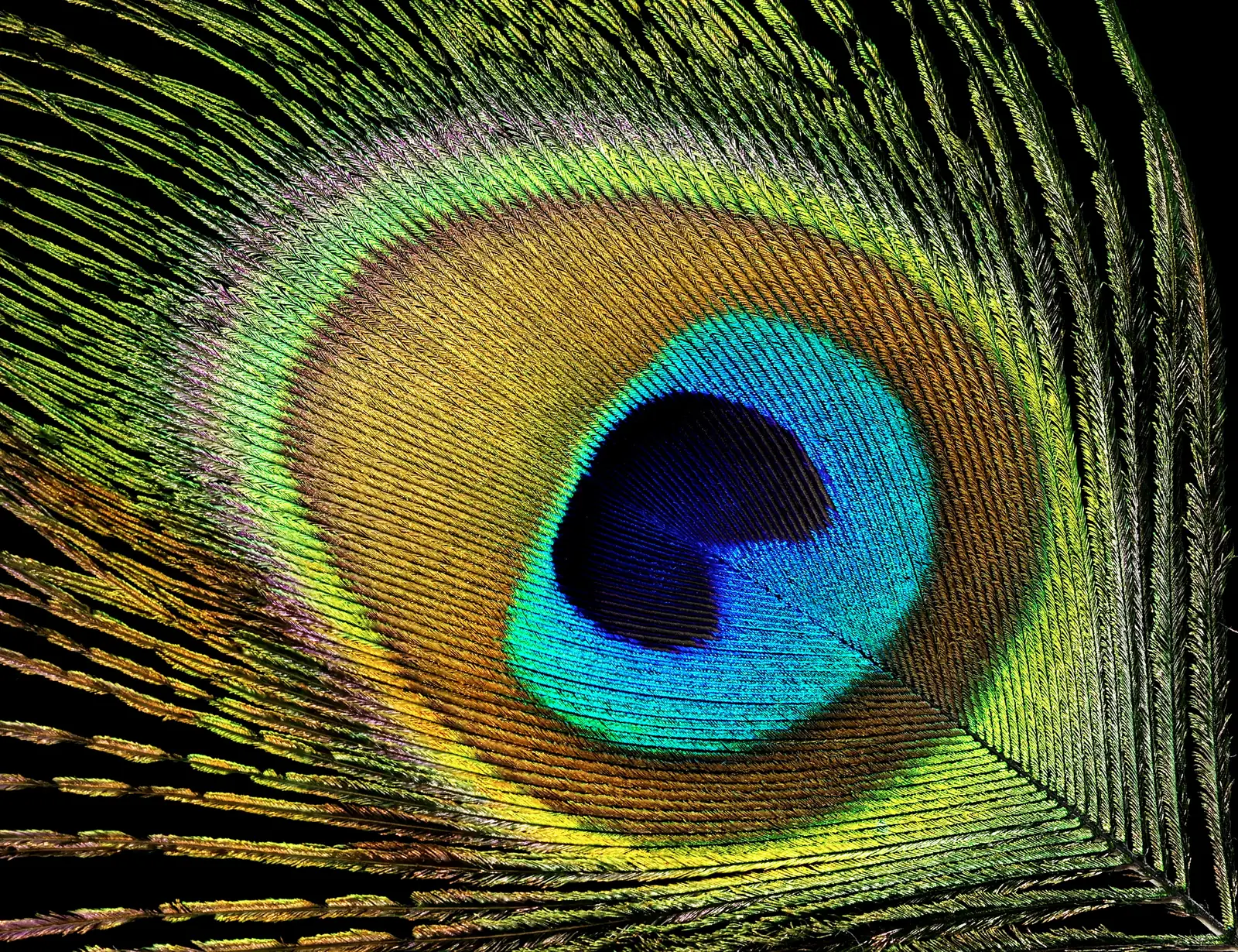 A close-up peacock feather eyespot with blue, turquoise, gold and green bands against a black background.