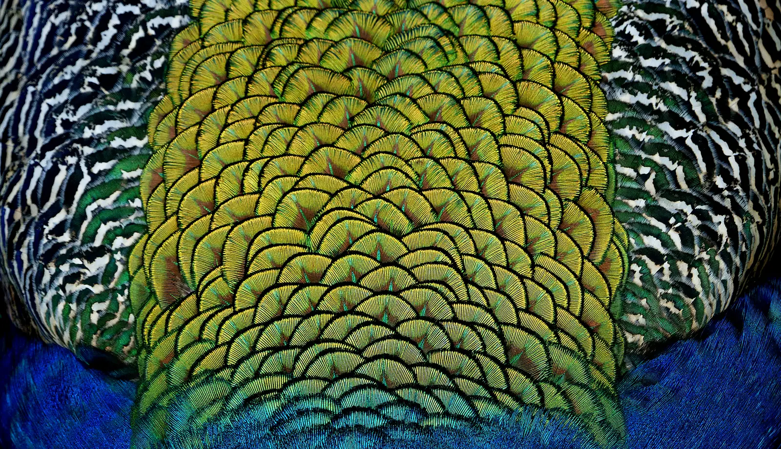 Overlapping gold-green peacock back feathers, bordered by black-and-white barred feathers and deep blue plumage.